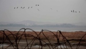 KOREA WETLAND IN DEMILITARIZED ZONE